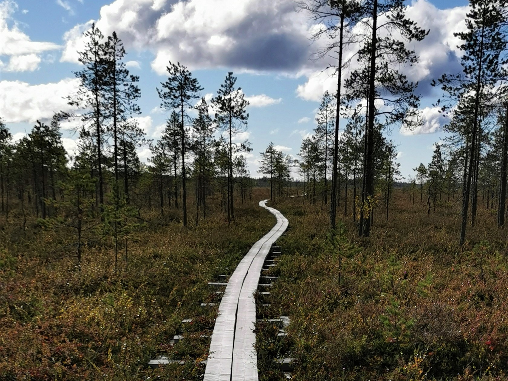 Pitkospuut metsäisessä maisemassa.