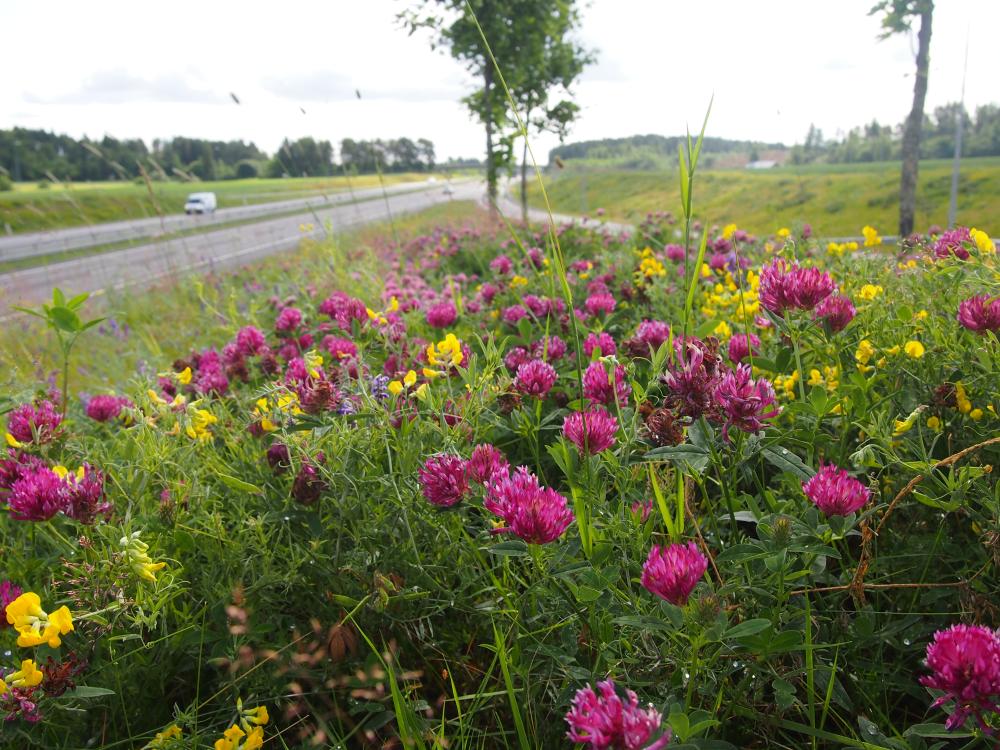 Blommande växter vid vägkanten, traffik i bakgrunden.