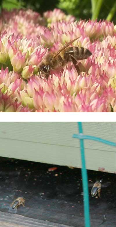 Mehiläinen maksaruohon kukan päällä sekä mehiläisiä meihiläispöntöllä.
