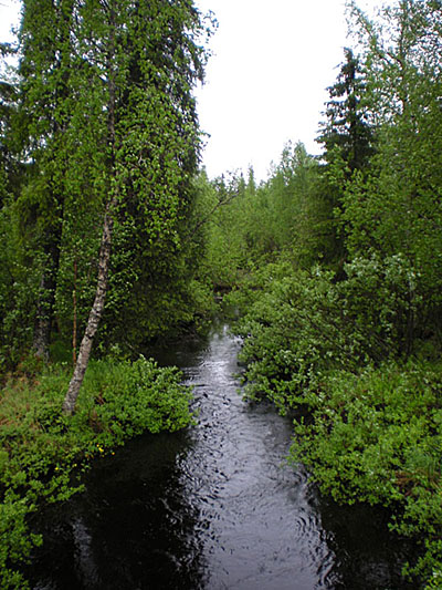 Jokivarren raivausta. Kuva Kirsi Koskela.