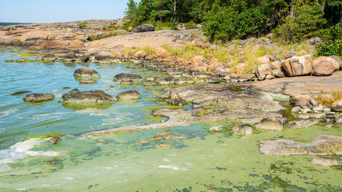 Observationerna av cyanobakterier har ökat vid kusterna och på öppna havsområden