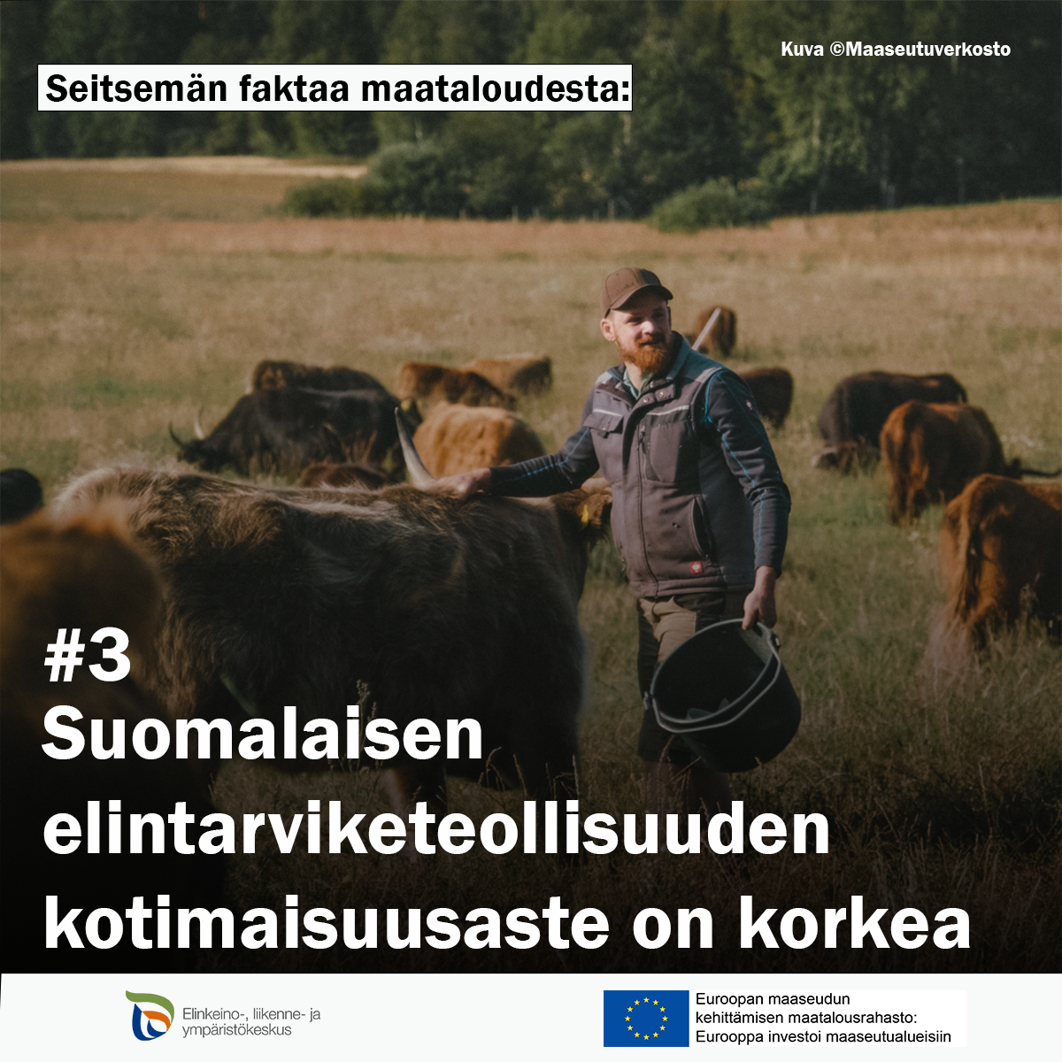 Mies ja ylämaankarjaa. Teksti: 7 faktaa maataloudesta: #3:Suomalaisen elintarviketeollisuuden kotimaisuusaste on korkea 