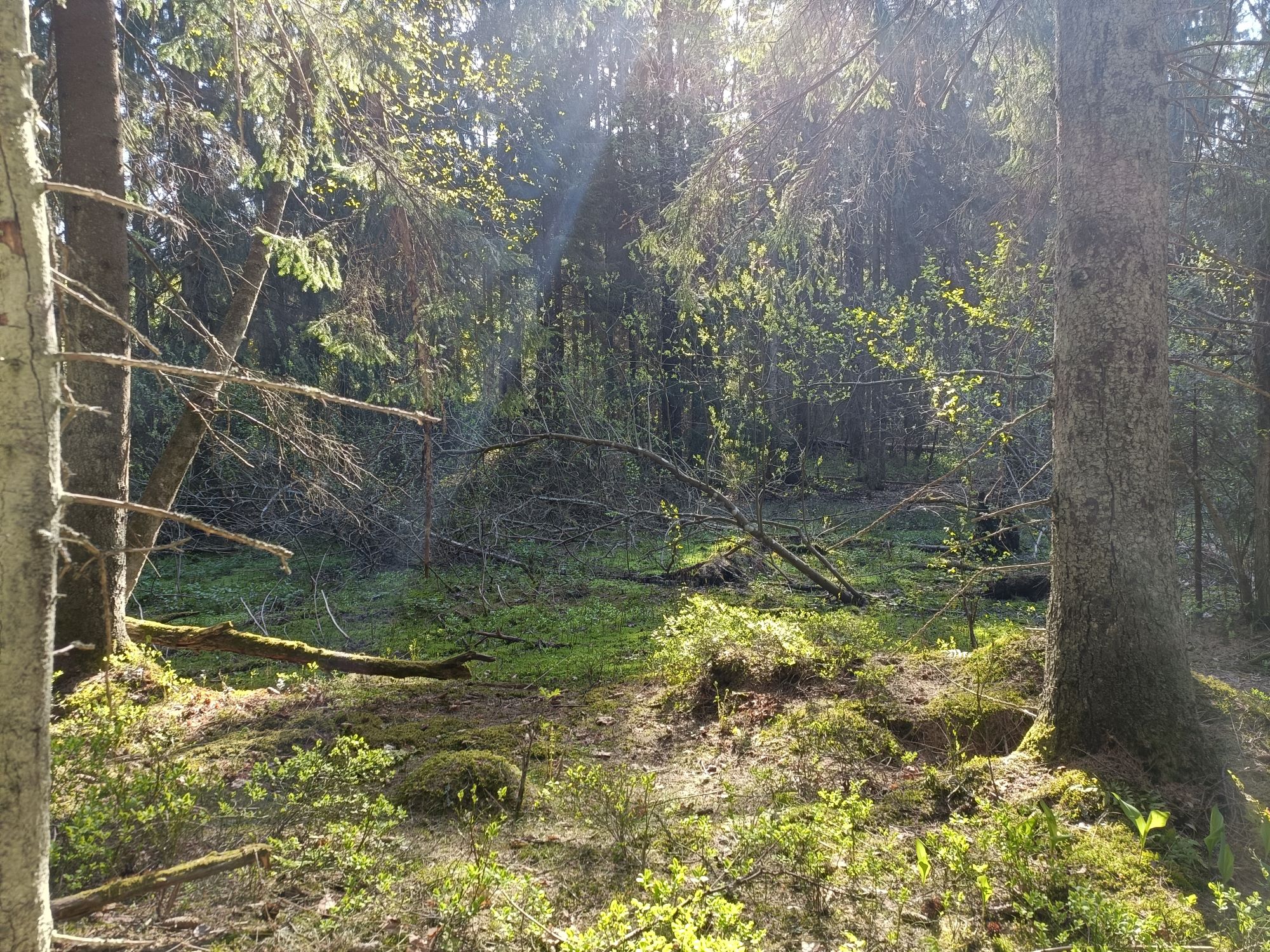 Metsä, johon auringonsäteet pilkottavat.