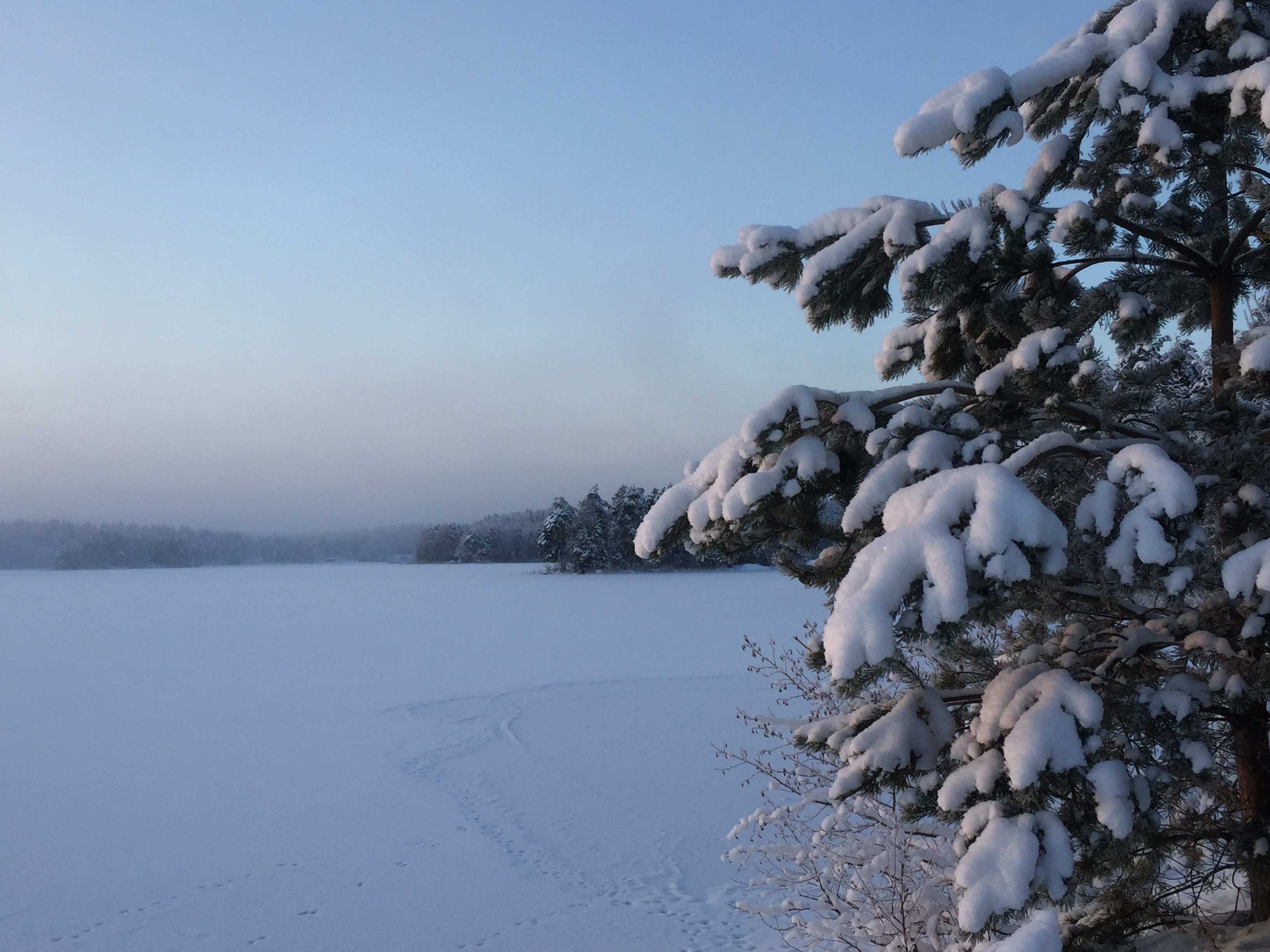 Kuva talvisesta järvenjäästä, jossa lumiset männyn oksat ja utuinen horisontti