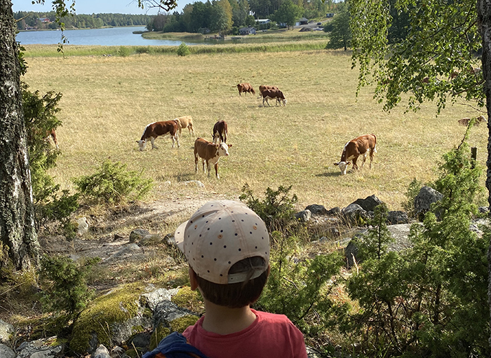 Poika katsoo laiduntavia lehmiä.