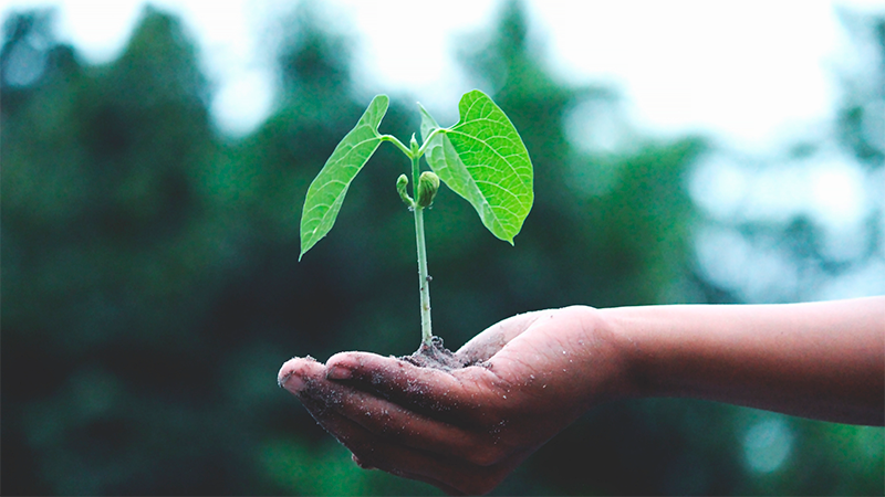 Vihreä taimi kädessä