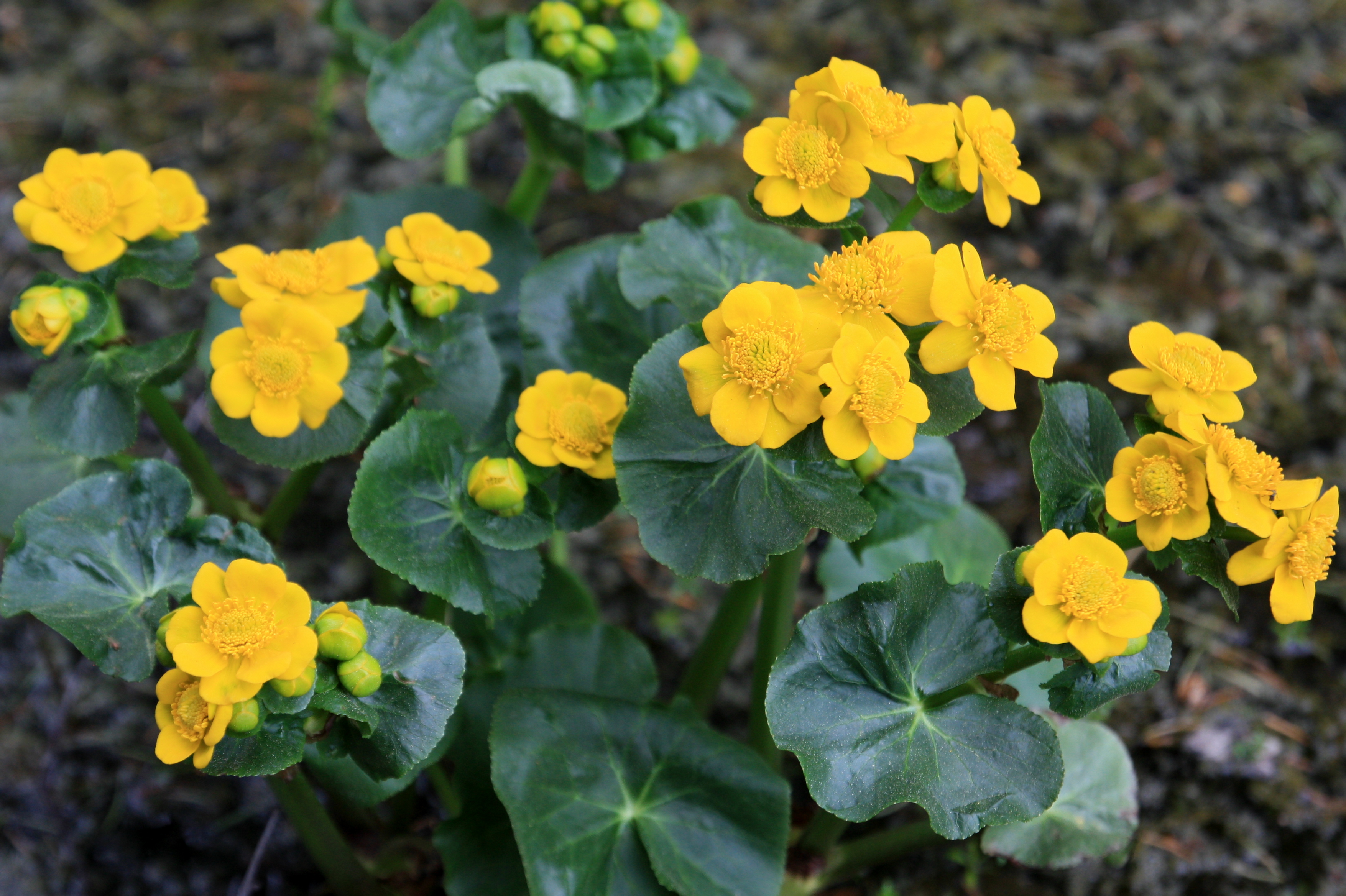 Keltaisena kukkivia rentukoita lähikuvassa