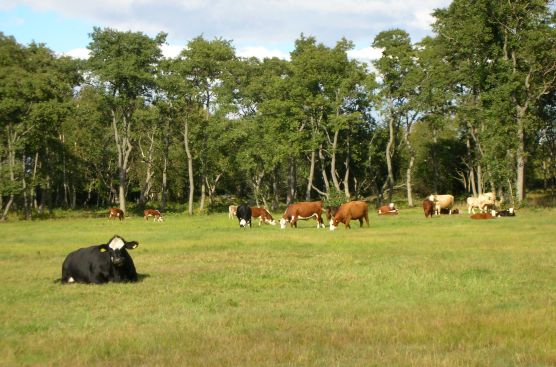 Rantalaidun Jungfruskärissä. Karja lepäilee mielellään ylemmillä, kuivemmilla rannan osilla.