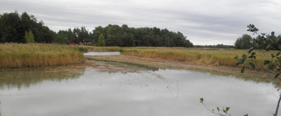 Kuvituskuva kesällä niitetystä ruovikosta