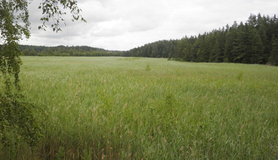 Koristeellinen kuva maaruovikosta