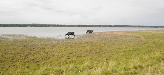 Mynälahdella on jyrsimällä aikaansaatu veteen asti avointa rantaniittyä ja edustavaa lieterantaa kahlaajien ruokailualueeksi.