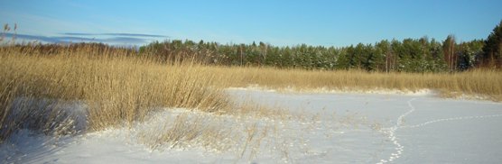 Koristeellinen kuva talviruovikosta