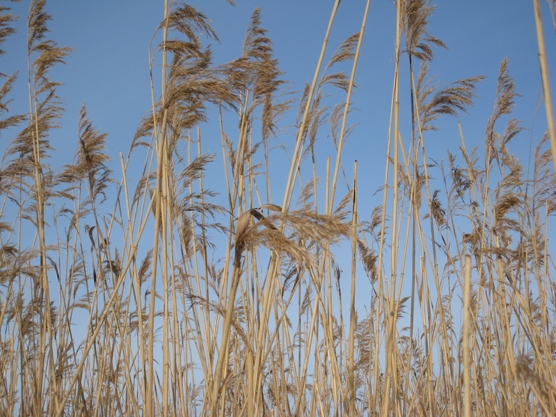 Lehdetöntä talviruokoa.